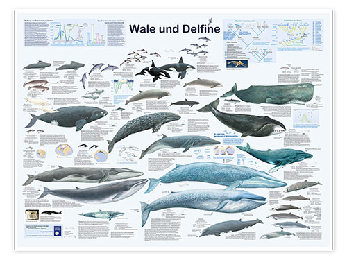 Poster Baleines et dauphins (allemand)