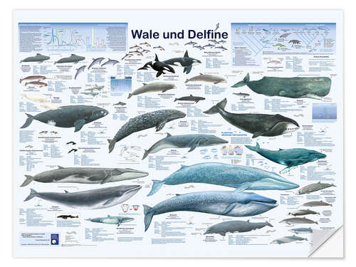 Vinilo para la pared Whales and dolphins (German)