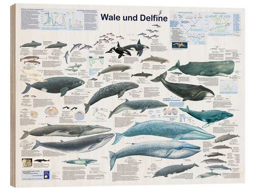 Wood print Whales and dolphins (German)