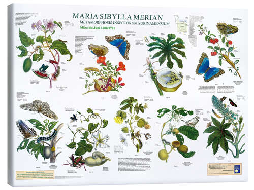 Tableau sur toile Maria Sibylla Merian - Suriname de mars à juin (allemand)