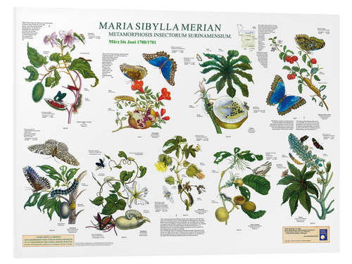 Print på skumplade Maria Sibylla Merian - Surinam marts til juni (tysk)