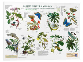 Foam board print Maria Sibylla Merian - Suriname March to June (German)