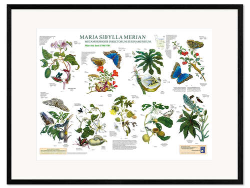 Impresión de arte enmarcada Maria Sibylla Merian - Surinam marzo a junio (alemán)