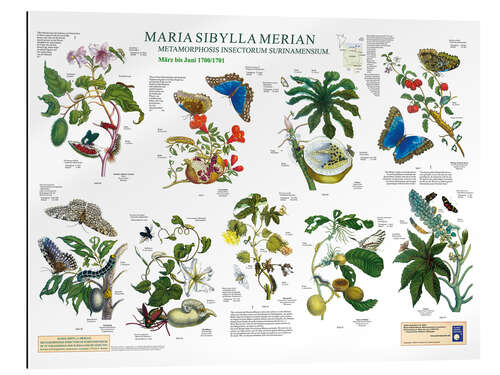 Gallery print Maria Sibylla Merian - Suriname March to June (German)