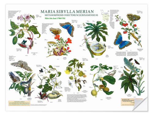 Sisustustarra Maria Sibylla Merian - Suriname March to June (German)