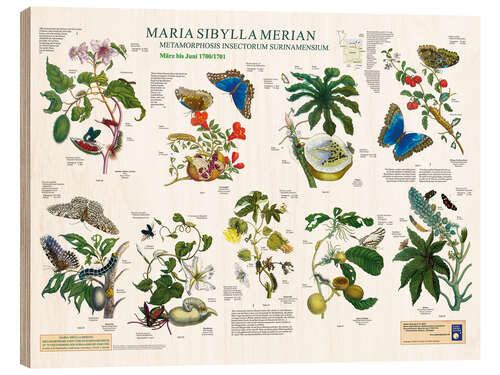 Trätavla Maria Sibylla Merian - Surinam mars till juni (tyska)