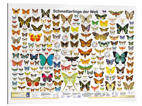 Gallery print Butterflies of the world (German)