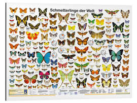 Magnettafel Schmetterlinge der Welt