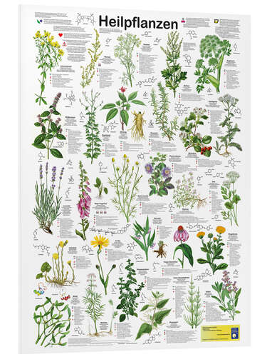 Foam board print Medicinal plants (German)