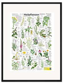 Gerahmter Kunstdruck Heilpflanzen - Planet Poster Editions