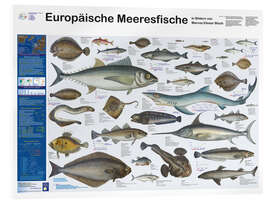 Acrylglasbild  Europäische Meeresfische - Planet Poster Editions