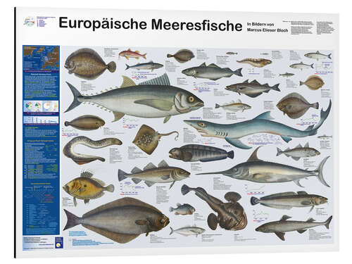 Tableau en aluminium Poissons de mer européens (allemand)