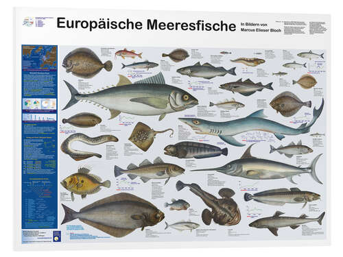 Foam board print European marine fish (German)