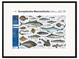 Impression artistique encadrée Poissons de mer européens (allemand)