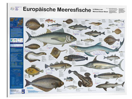 Gallery print European marine fish (German)