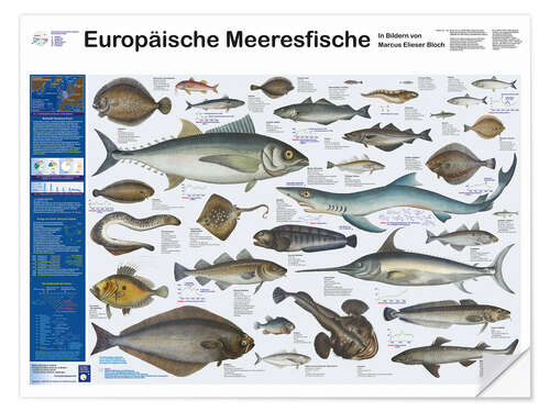 Sticker mural Poissons de mer européens (allemand)