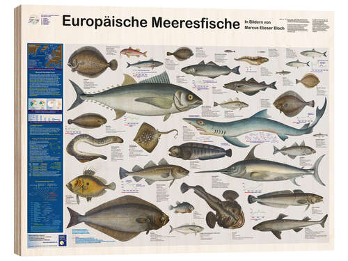 Wood print European marine fish (German)