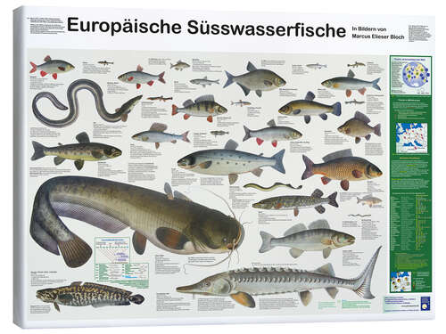 Canvas print European freshwater fish (German)
