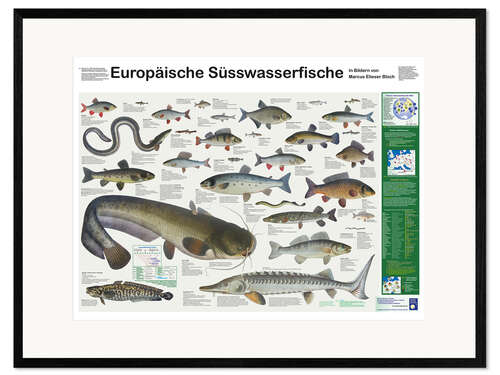 Kehystetty taidepainatus European freshwater fish (German)
