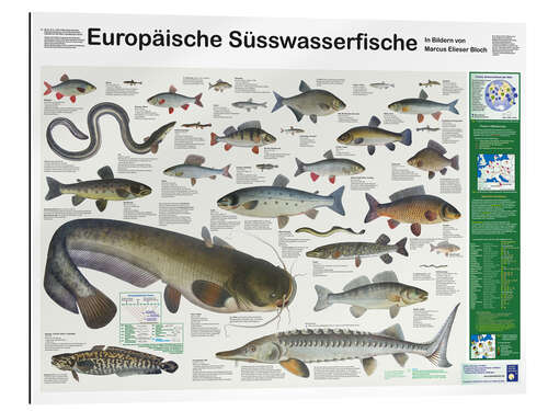 Gallery print European freshwater fish (German)