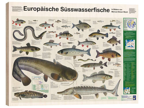 Wood print European freshwater fish (German)