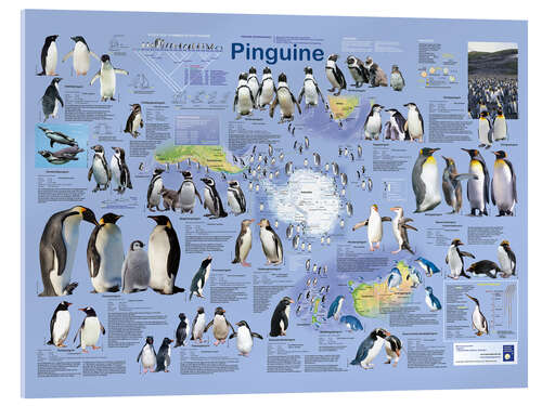 Quadro em acrílico Penguins (German)