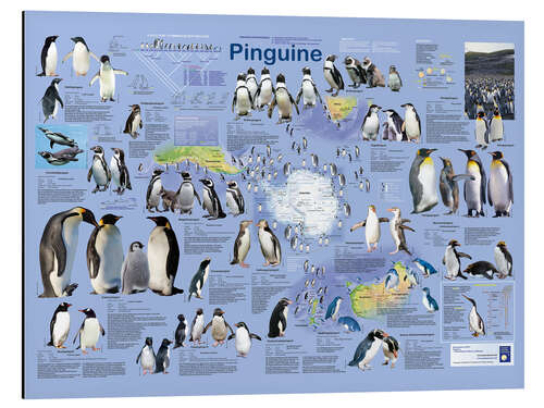 Alubild Pinguine