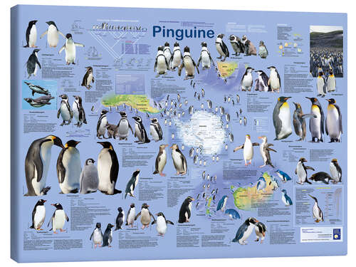 Leinwandbild Pinguine