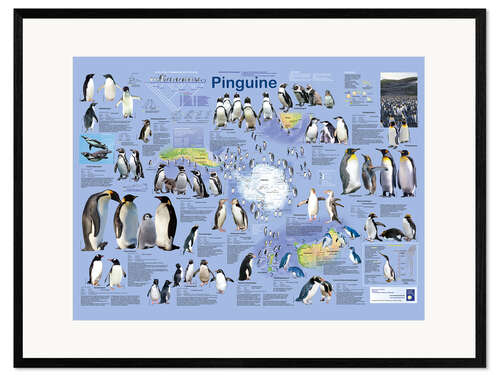 Impression artistique encadrée Pingouins (allemand)