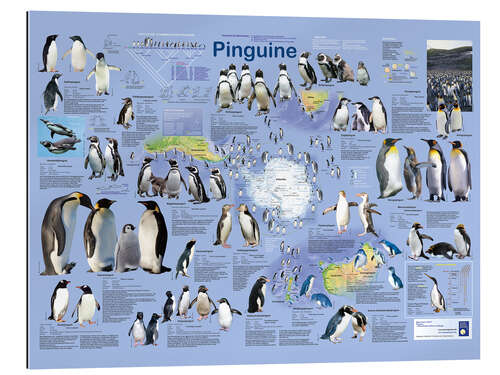 Gallery print Penguins (German)