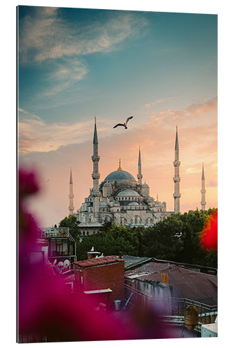 Quadro em plexi-alumínio Seagull over Sultan Ahmed Mosque in Istanbul