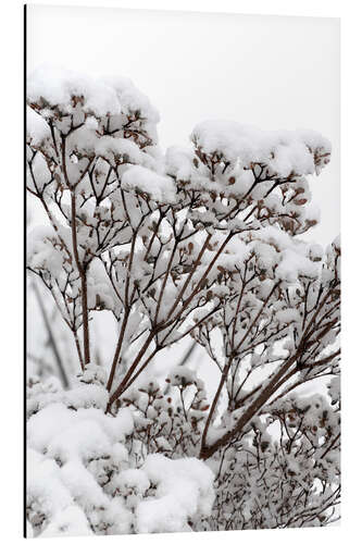 Alubild Weiße Winter Blüten im Schnee