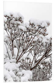 Foam board print White winter flowers in the snow