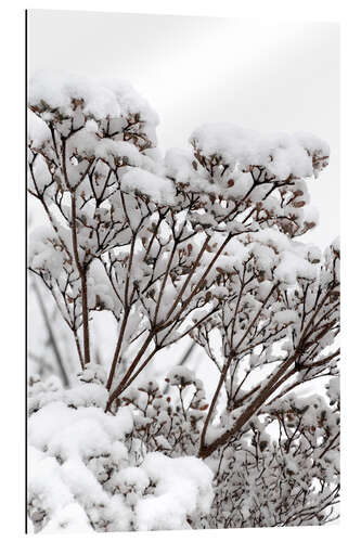 Gallery print White winter flowers in the snow