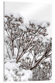 Tableau en plexi-alu White winter flowers in the snow