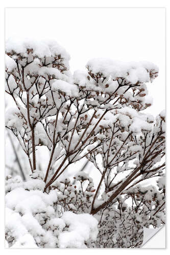 Wandsticker Weiße Winter Blüten im Schnee