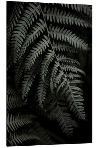 Aluminium print Dark green fern