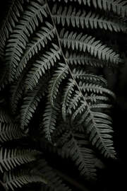 Magnettafel Dunkelgrüner Farn