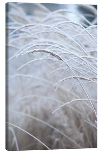 Leinwandbild Morgentau auf sanften Winter Gräsern