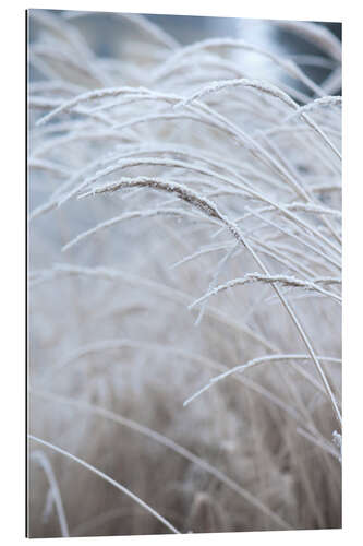 Gallery print Morning dew on gentle winter grasses