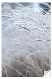 Sticker mural Morning dew on gentle winter grasses