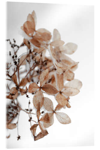 Tableau en verre acrylique Snow on beige winter hydrangea