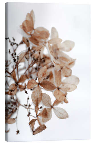 Canvas print Snow on beige winter hydrangea