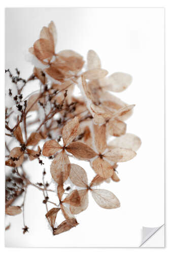 Vinilo para la pared Snow on beige winter hydrangea