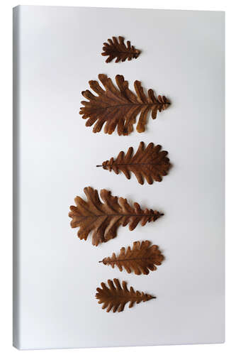 Tableau sur toile Oak leaf in brown