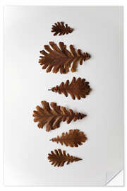 Selvklebende plakat Oak leaf in brown