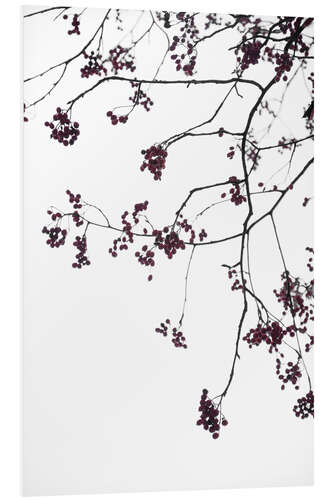 Foam board print Delicate winter branches on the white sky