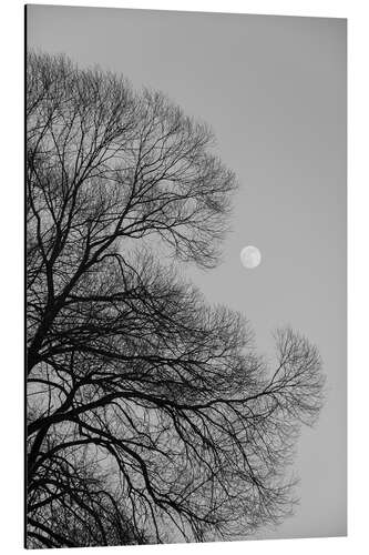 Quadro em alumínio Full moon loves the black winter tree