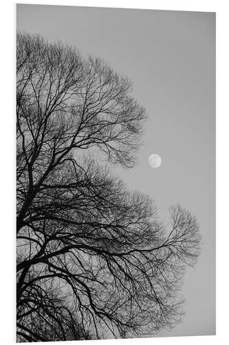 Foam board print Full moon loves the black winter tree