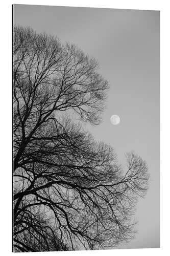 Gallery print Full moon loves the black winter tree